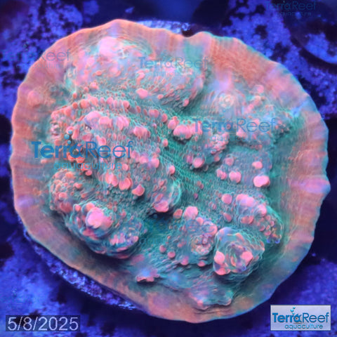 Red Green Chalice WYSIWYG Frag 24Left