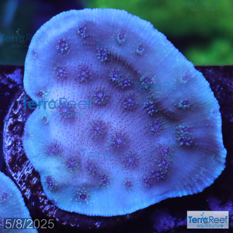ORA Blue Chalice (Echinopora sp.) WYSIWYG Frag 20R