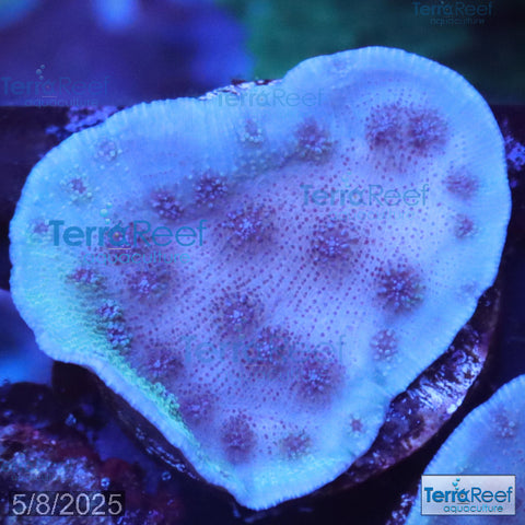 ORA Blue Chalice (Echinopora sp.) WYSIWYG Frag 21L