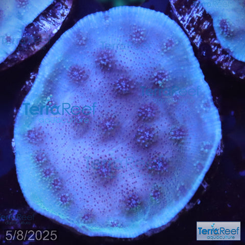 ORA Blue Chalice (Echinopora sp.) WYSIWYG Frag 22C