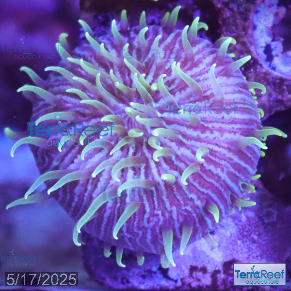 ReefGen Project X Fungid Fungia Plate WYSIWYG Frag 13