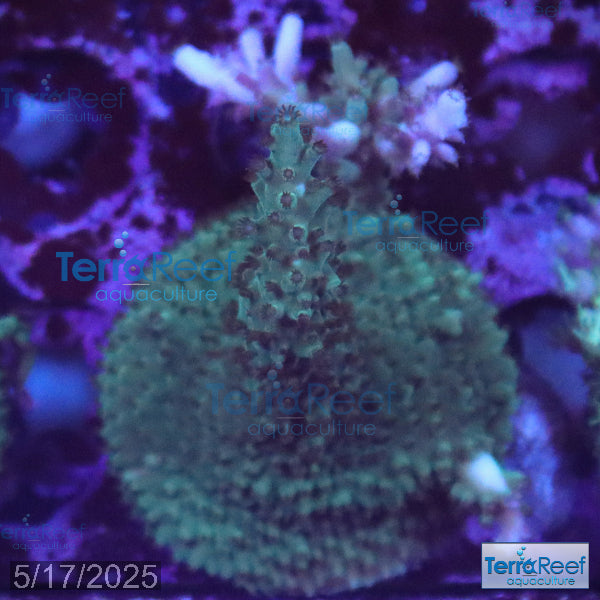 Blue tip Acropora WYSIWYG Frag 15Middle