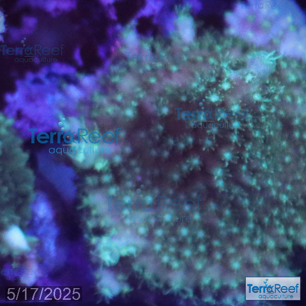 Stubby Finger Acro WYSIWYG Frag 21Left