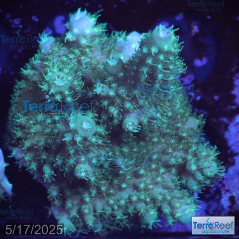 Stubby Finger Acro WYSIWYG Frag 19Right