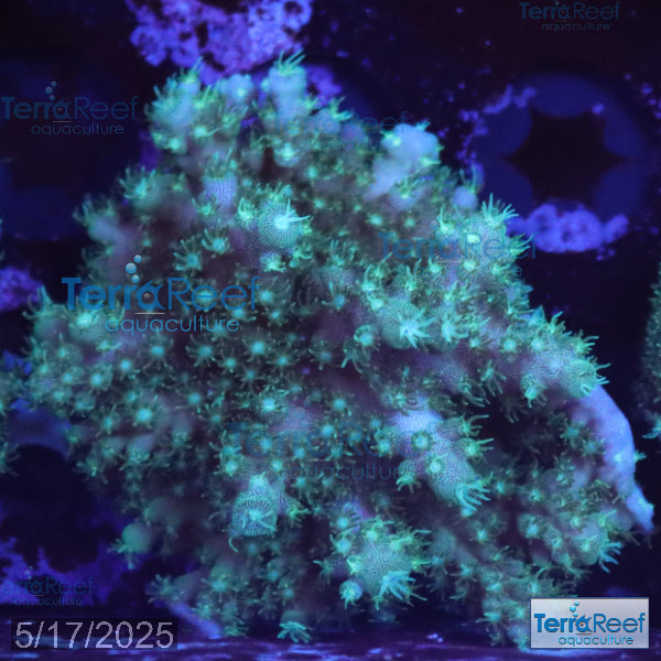 Stubby Finger Acro WYSIWYG Frag 20Middle