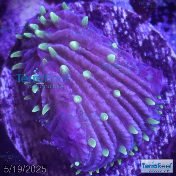 ReefGen Project X Fungid Fungia Plate WYSIWYG Frag 14