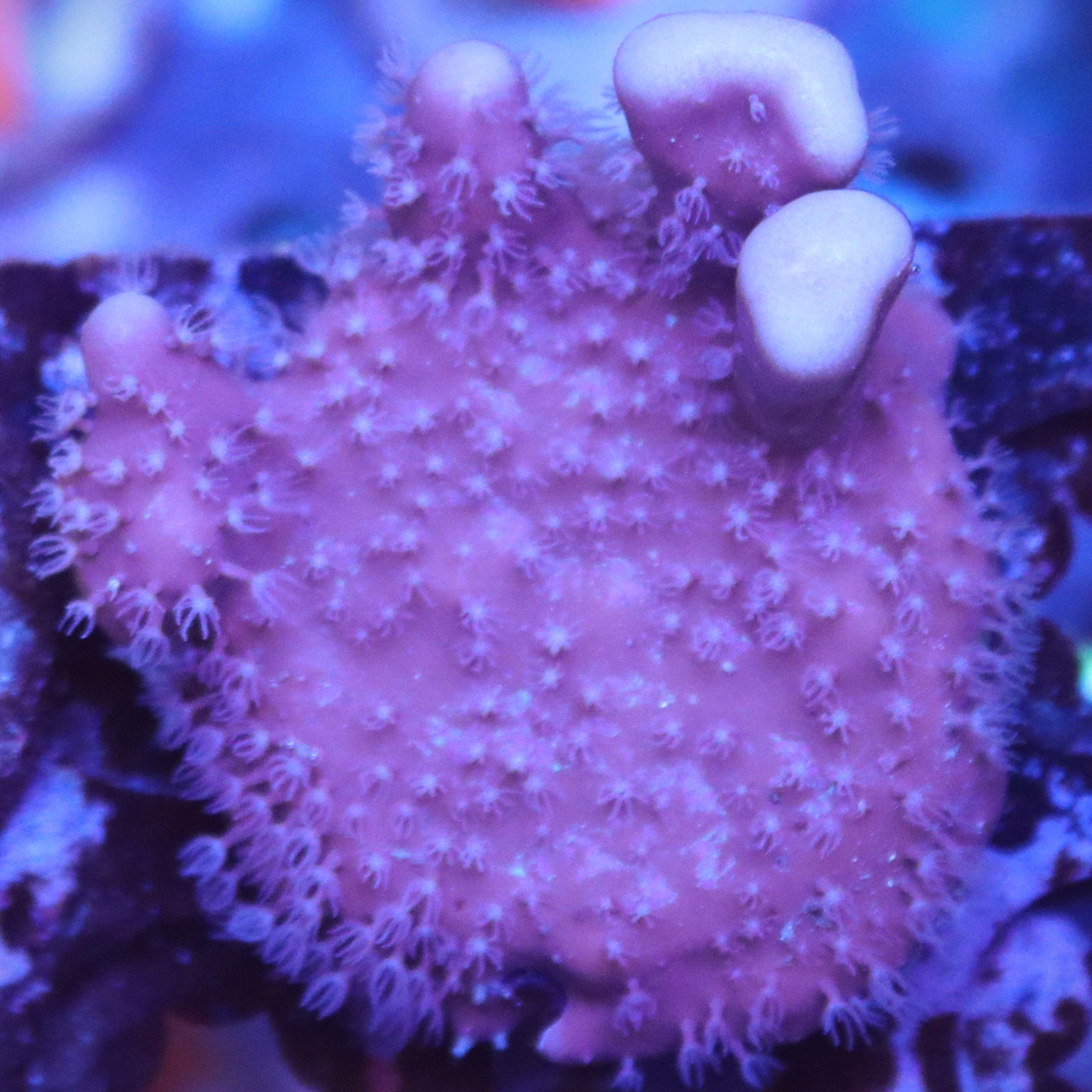 Blue ridge coral