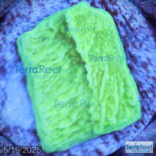 Green Montipora capricornis WYSIWYG Frag 25