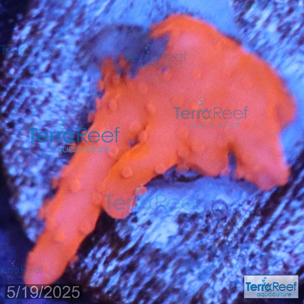 Setosa Coral WYSIWYG Frag 30