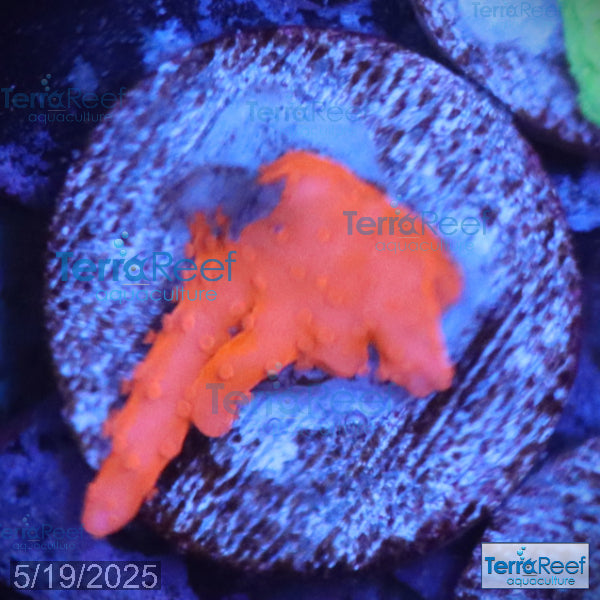 Setosa Coral WYSIWYG Frag 30