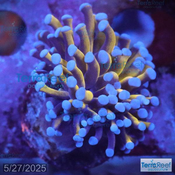 Aussie Gold Torch Coral WYSIWYG 25Sink