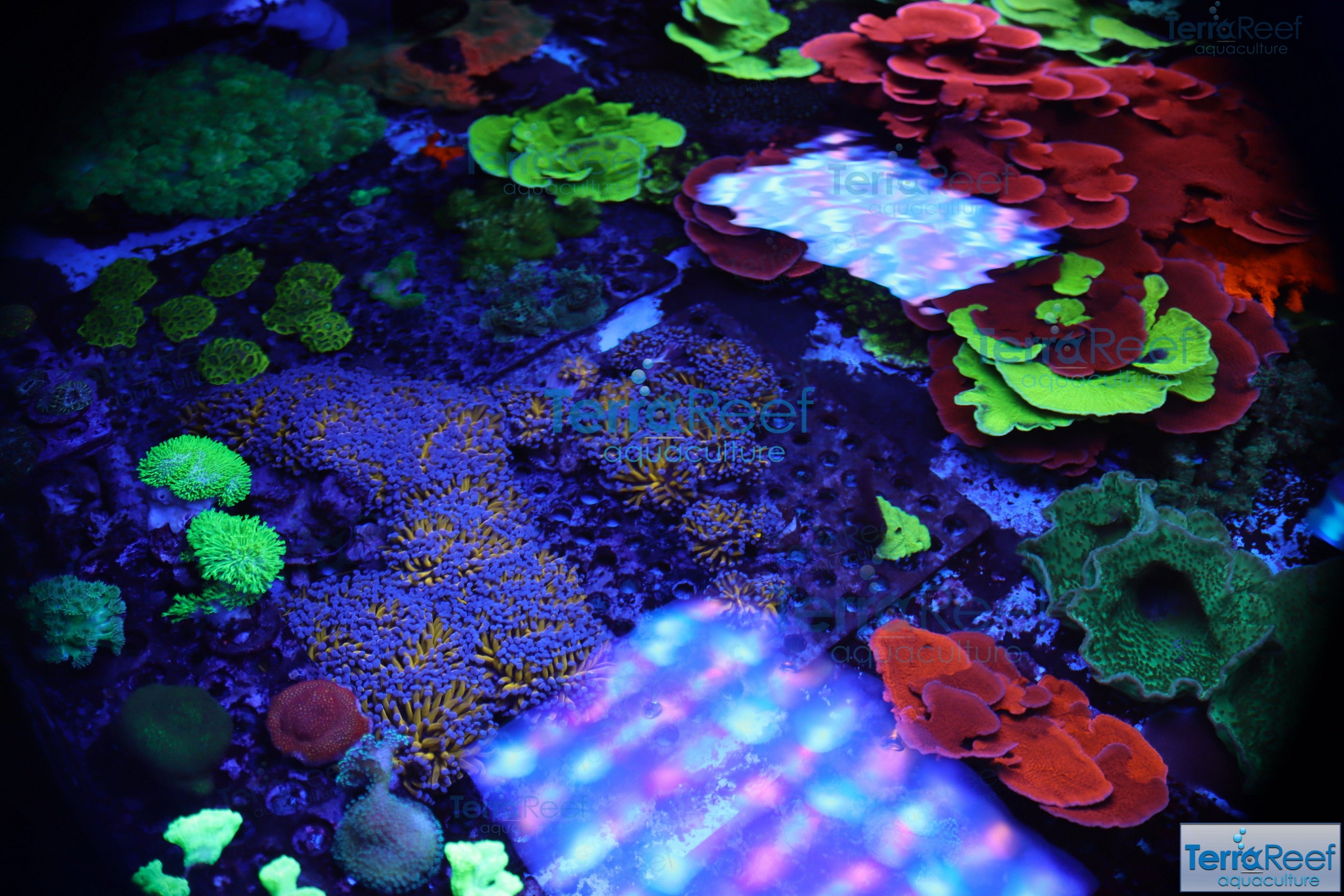 Sprung's Stunner Chalice (Echinopora sp.) Frag Stock – TerraReef