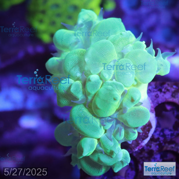Green Bubble Coral Aquacultured Plerogyra WYSIWYG Frag 7
