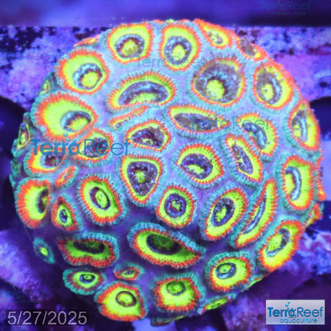 Holy Grail Micromussa Coral Micro F2M WYSIWYG Frag 6Left