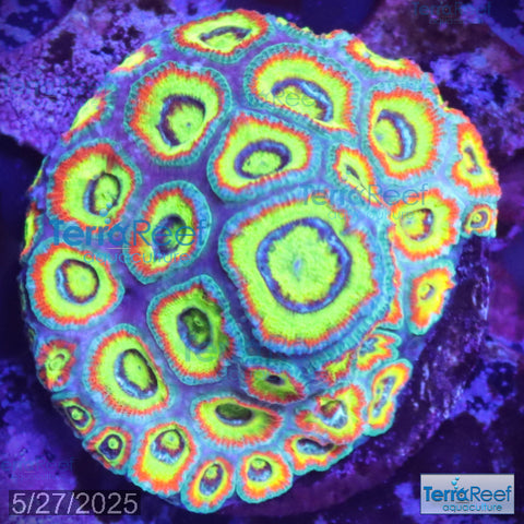 Holy Grail Micromussa Coral Micro F2M WYSIWYG Frag 5Right