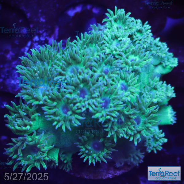 Pagoda cup coral (Turbinaria sp.) WYSIWYG Frag 32FarLeftStairs