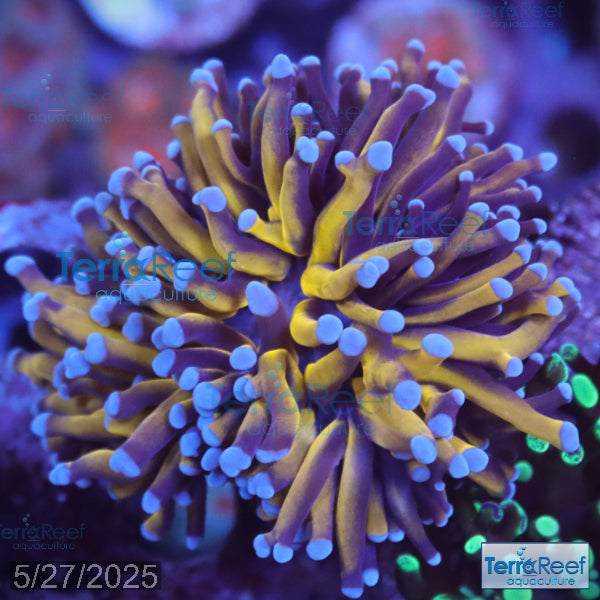 Aussie Gold Torch Coral WYSIWYG 23Sink
