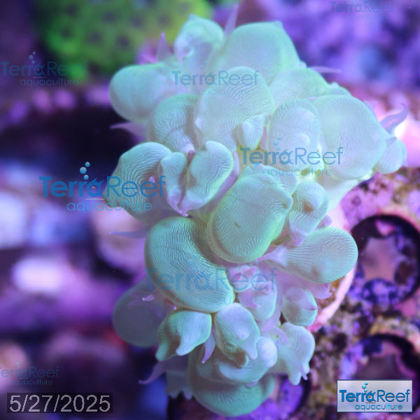 Green Bubble Coral Aquacultured Plerogyra WYSIWYG Frag 7