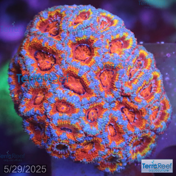 Rainbow Red Micromussa "Acan lord" Frag WYSIWYG Frag 37NorthLeft
