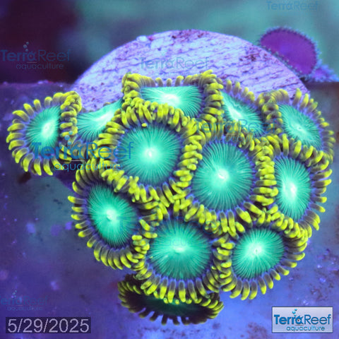Radioactive Dragon Eyes Zoanthids WYSIWYG Frag 30