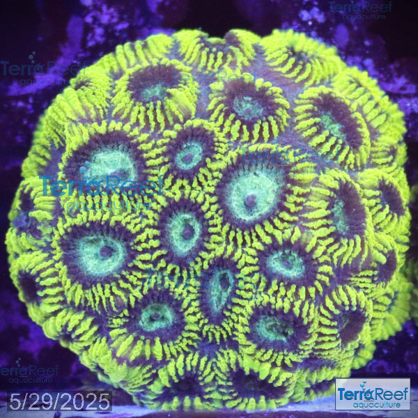 Green Brain Favia Favites Coral Frag WYSIWYG Frag 41Right