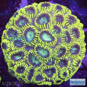 Green Brain Favia Favites Coral Frag WYSIWYG Frag 39Left