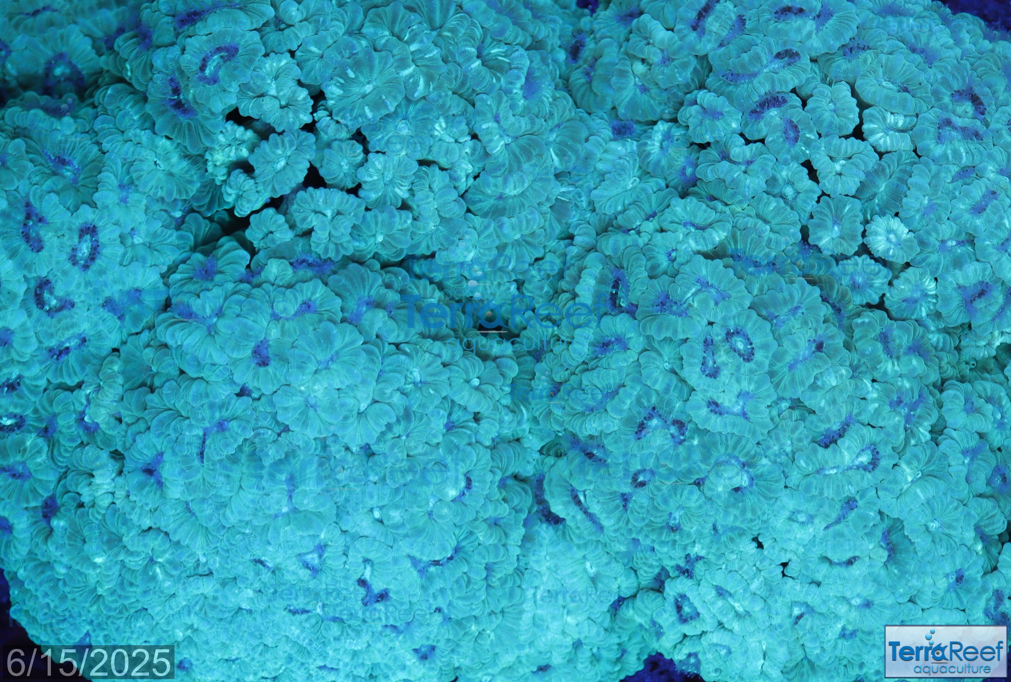 LPS Coral – TerraReef