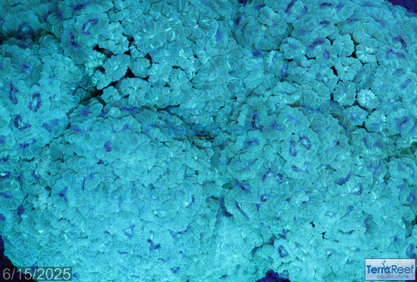 Green Candy Cane Frag Stock