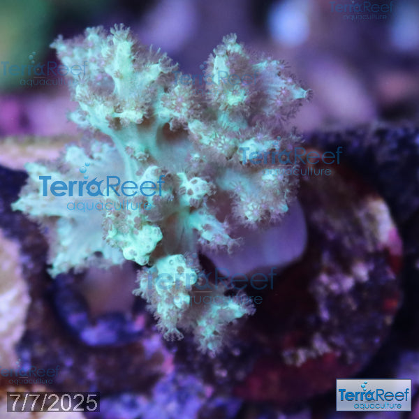 Green Finger Leather Soft Coral WYSIWYG Coral Frag 7