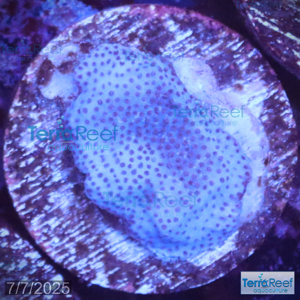 Blue encrusting Montipora Coral WYSIWYG Frag 7Middle