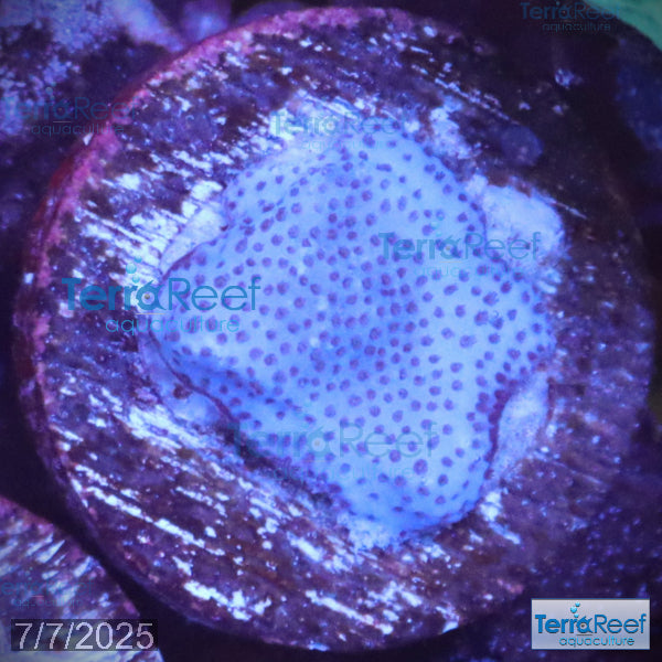 Blue encrusting Montipora Coral WYSIWYG Frag 8Right