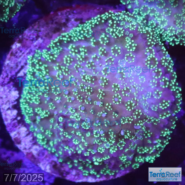 Green Stylophora WYSIWYG Colony 30Middle