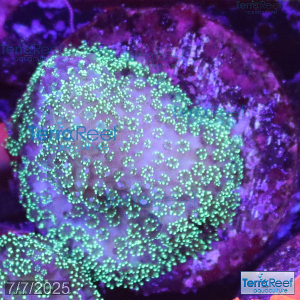Green Stylophora WYSIWYG Colony 31Right
