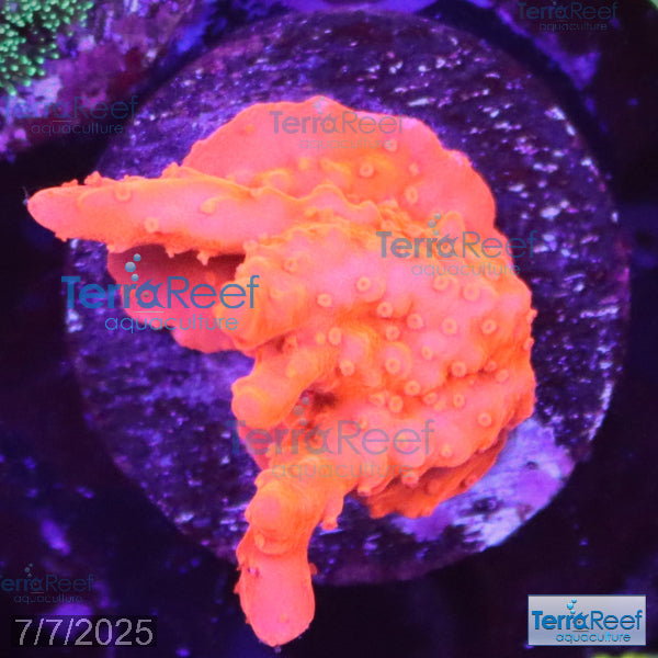 Setosa Coral WYSIWYG Frag 33Right
