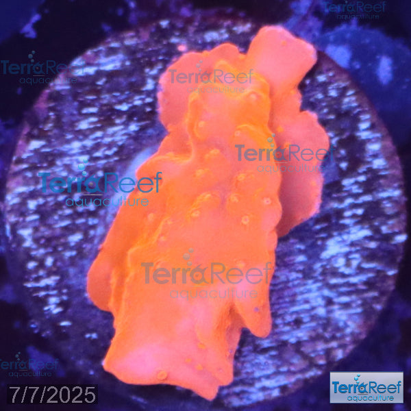 Setosa Coral WYSIWYG Frag 32Left