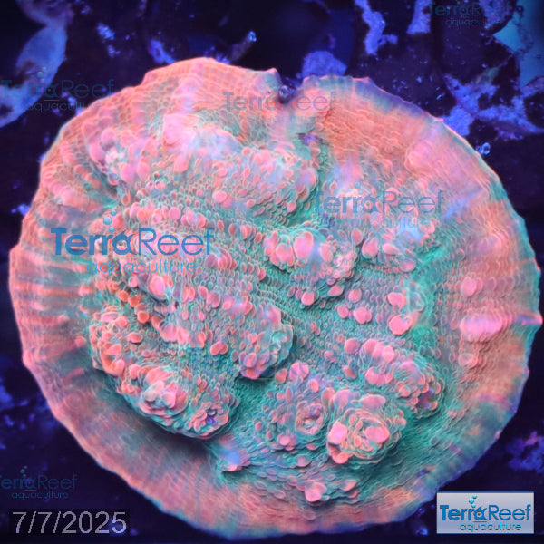 Red Green Chalice WYSIWYG Frag 24Left