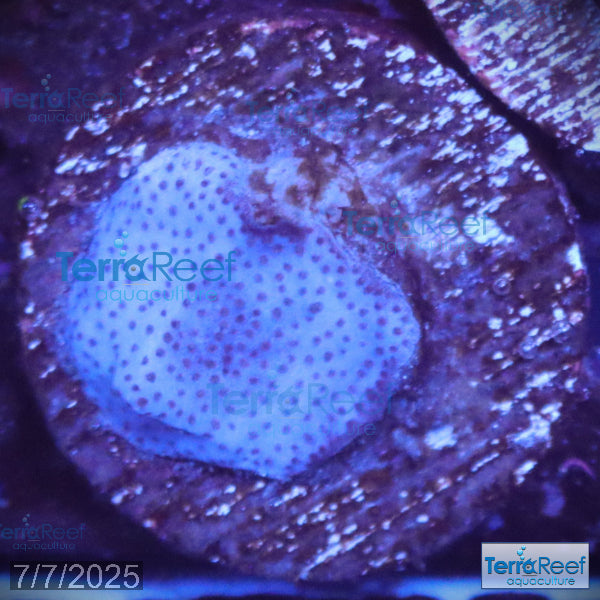 Blue encrusting Montipora Coral WYSIWYG Frag 6Left