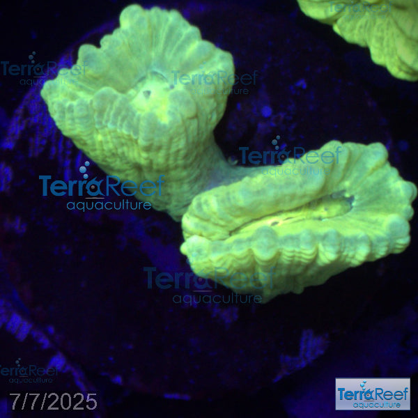 Nuclear Trumpet (Candy Cane Coral) WYSIWYG Frag 9MidLeft