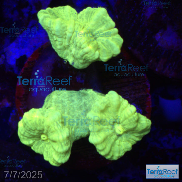 Nuclear Trumpet (Candy Cane Coral) WYSIWYG Frag 10MidRight