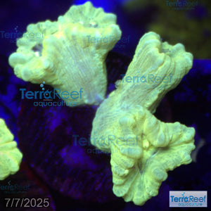 Nuclear Trumpet (Candy Cane Coral) WYSIWYG Frag 11Right