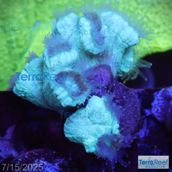 Green Candy Cane WYSIWYG Frag 42Sink
