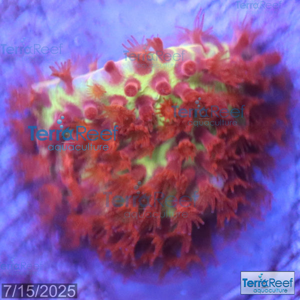 Burning Banana Stylocoeniella WYSIWYG Frag 4