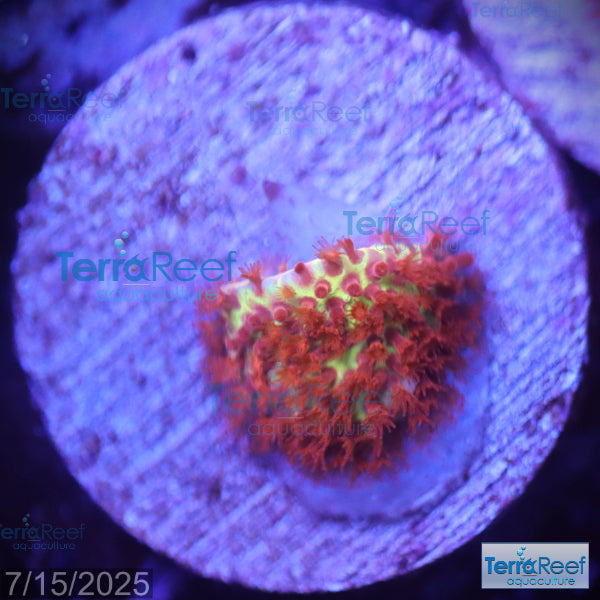 Burning Banana Stylocoeniella WYSIWYG Frag 4Left