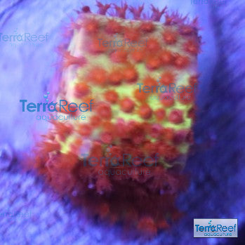 Burning Banana Stylocoeniella WYSIWYG Frag 3