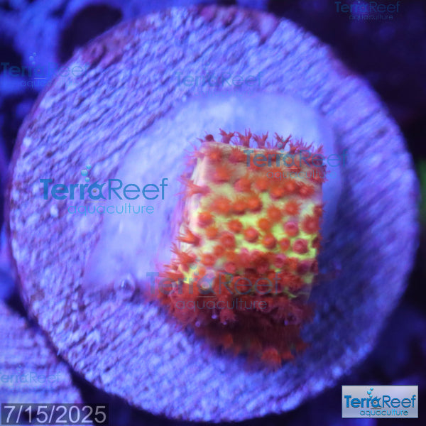 Burning Banana Stylocoeniella WYSIWYG Frag 3Right