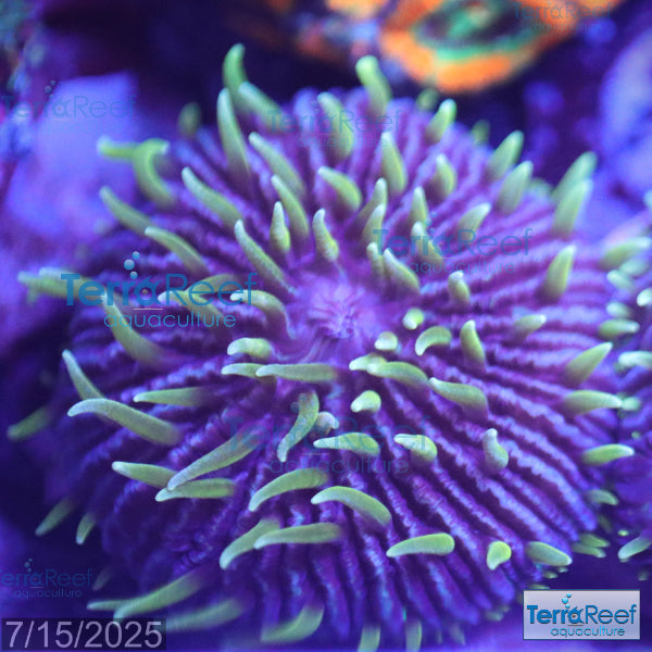ReefGen Project X Fungid Fungia Plate WYSIWYG Frag 13