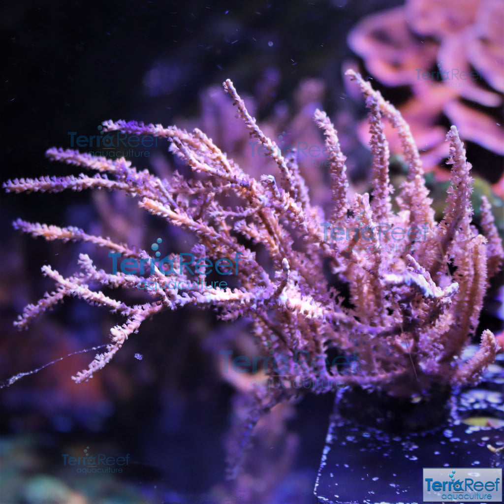 Grube’s Gorgonian Pinnigorgia flava Aquacultured coral Stock
