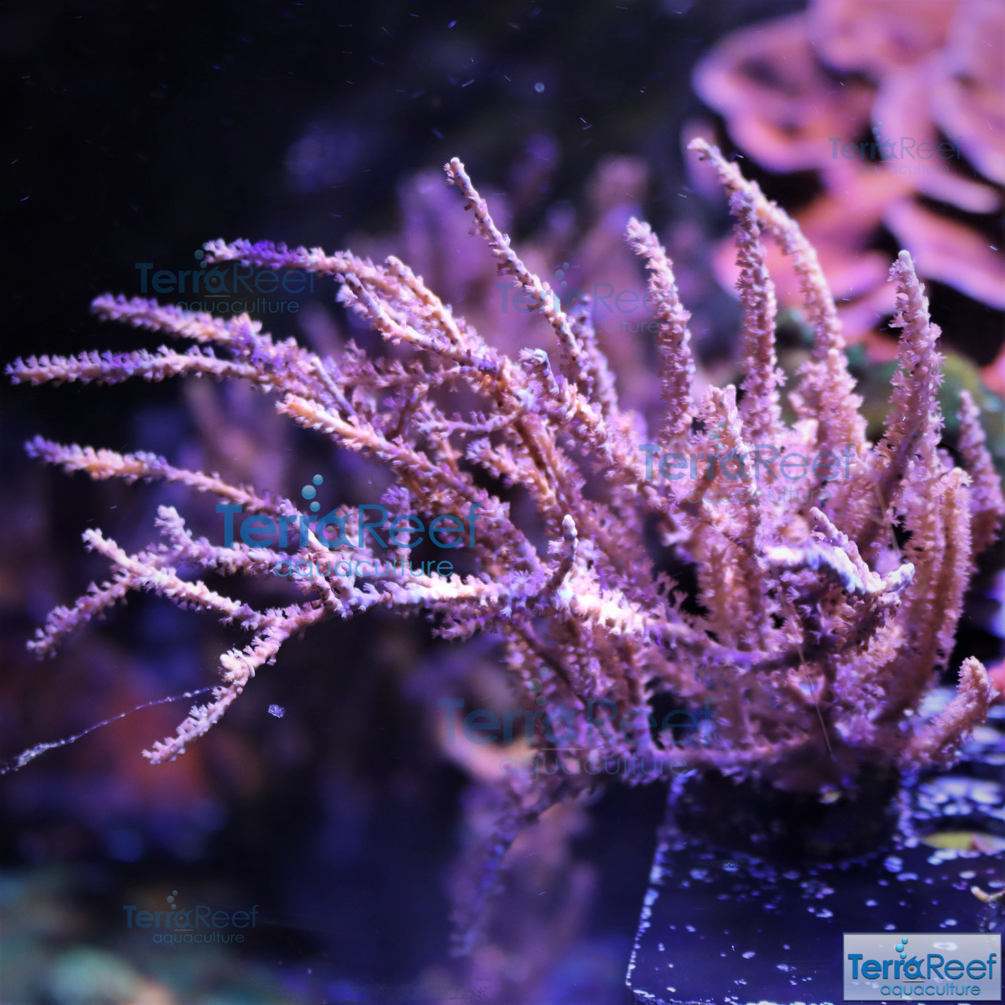 Grube’s Gorgonian Pinnigorgia flava Aquacultured coral Stock