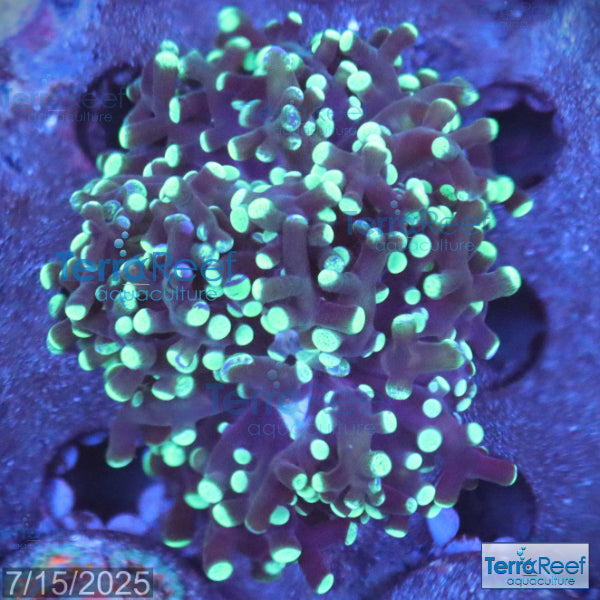 Green frogspawn WYSIWYG Frag 50