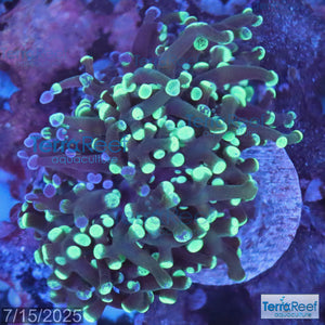 TerraReef MF Sweet Rainbow Bicolor Frogspawn WYSIWYG 22
